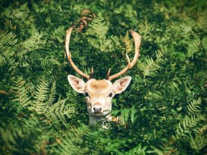 deer_in_fern